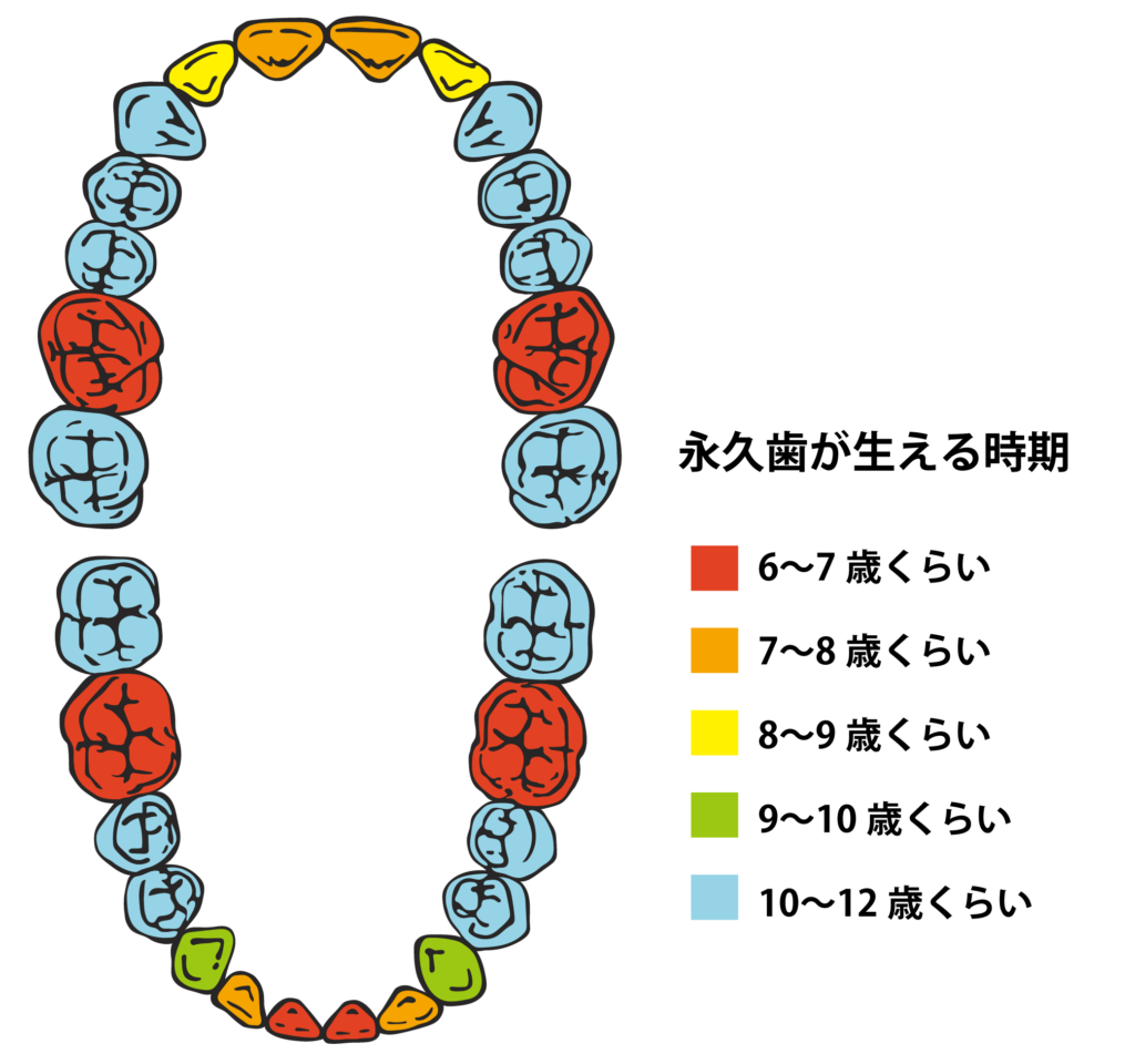 奥歯 乳歯 の まま